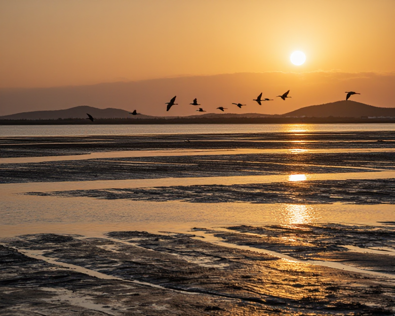 Golden Sunset over Korean Tidal Flats