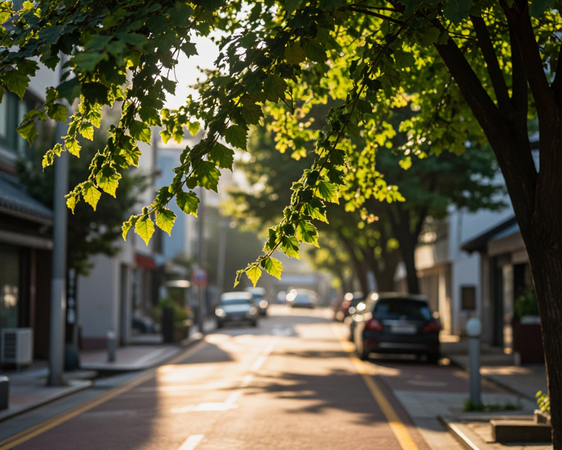 Summer Sunlight in Korea